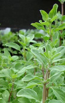 Majoran Kräutergarten Pflanzen 