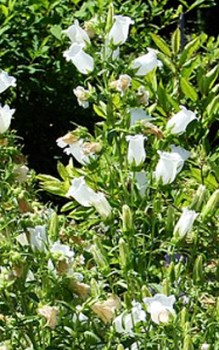 Marien Glockenblume - stilvolles Element der Bauerngärten Gartenstauden