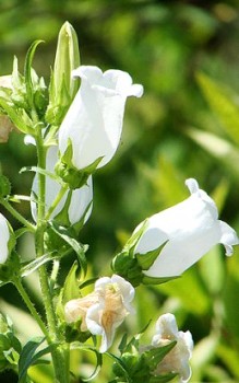 Marien Glockenblume - stilvolles Element der Bauerngärten Gartenstauden