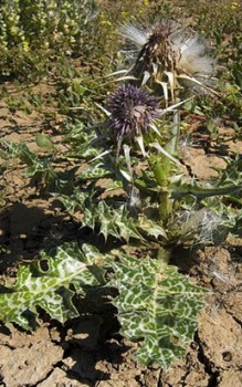 Mariendistel Heilpflanzen