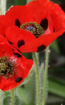 Marienkäfer Mohn - nach der Blüte bildet sich die kegelförmige Porenkapsel Steingartenpflanzen 
