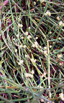 Meerträubel Heilpflanzen 