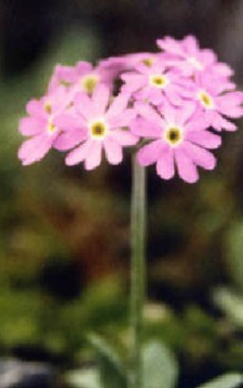 Mehl-Primel Steingartenpflanzen 