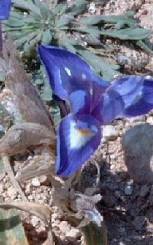 Mittags Schwertlilie Steingartenpflanzen