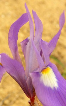 Mittags Schwertlilie Steingartenpflanzen 