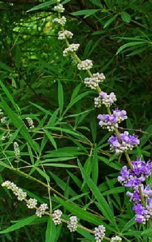 Mönchspfeffer - früher Anbau zur Abkehr der fleischlichen Lust und Enthaltsamkeit Heilpflanzen 
