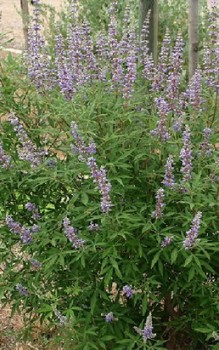 Mönchspfeffer - früher Anbau zur Abkehr der fleischlichen Lust und Enthaltsamkeit Heilpflanzen 