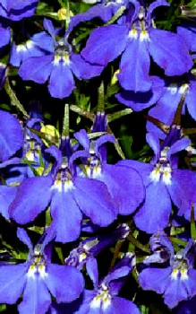 Männertreu - Blütezeit von Sommer bis in den Herbst Gartenstauden