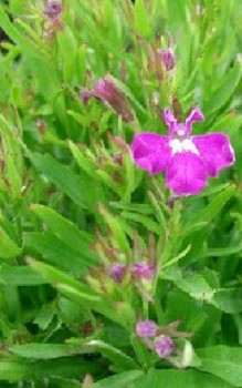 Männertreu - Blütezeit von Sommer bis in den Herbst Gartenstauden 