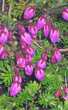 Moosheide Blüten der Moosheide erscheinen zwischen Mai und Juni Steingartenpflanzen