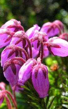 Moosheide Blüten der Moosheide erscheinen zwischen Mai und Juni Steingartenpflanzen 