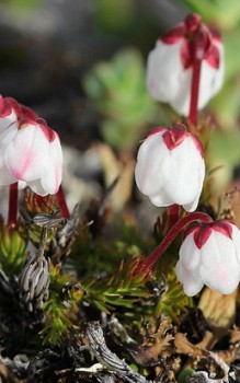 Moosige Schuppenheide halbschattigen bis sonnigen Platz und feuchtes Bodensubstrat Steingartenpflanzen