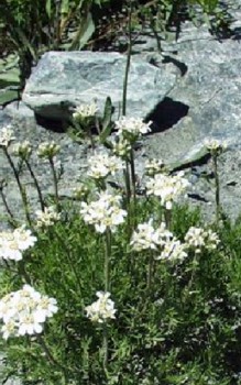 Moschus Schafgarbe - in der Schweiz kennt man einen aus der Moschus-Schafgarbe hergestellten Kräuterlikör Heilpflanzen