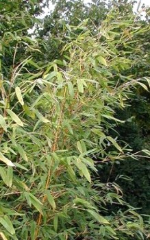 Muriel Bambus - keine ausufernden Rhizome, Teichfolie ist sicher Gräser und Farne 