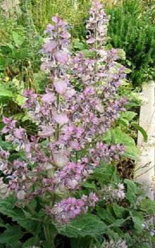 Muskateller-Salbei Steingartenpflanzen