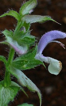 Muskateller-Salbei Steingartenpflanzen 