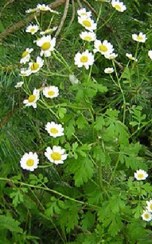 Mutterkraut Heilpflanzen