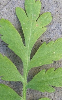 Mutterkraut Heilpflanzen 