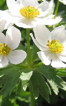 Narzissen Anemone Steingartenpflanzen