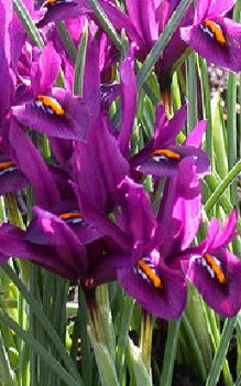 Netzblatt Schwertlilie Steingartenpflanzen 