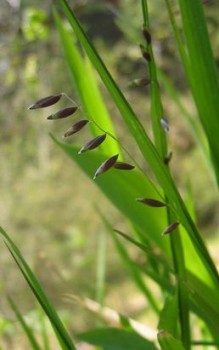 Nickendes Perlgras - in kleinen Gruppen mit Abstand von 40cm zueinander pflanzen Gräser und Farne 