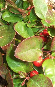 Niedere Scheinbeere geeignet als Bodendecker im Moorbeet im Vordergrund vor Rhododendren oder Azaleen Heidepflanzen 