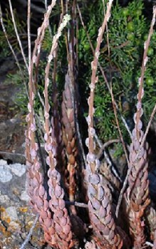 Nizza-Fetthenne Steingartenpflanzen 