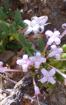 Ölbaum-Seidelbast wächst auf kalkhaltigem Boden Mauerbepflanzung