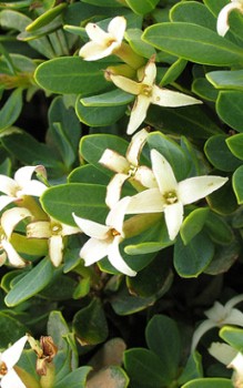 Ölbaum-Seidelbast wächst auf kalkhaltigem Boden Mauerbepflanzung 