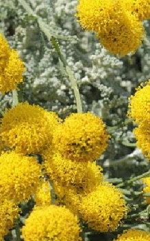 Olivenkraut - hervorragend zu Pasta und anderen Gerichten der italienischen Küche Kräutergarten Pflanzen 