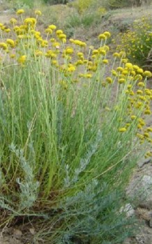 Olivenkraut - hervorragend zu Pasta und anderen Gerichten der italienischen Küche Kräutergarten Pflanzen