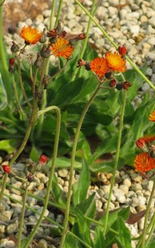 Oranegrotes Habichtskraut - der Standort sollte sonnig sein Gartenstauden