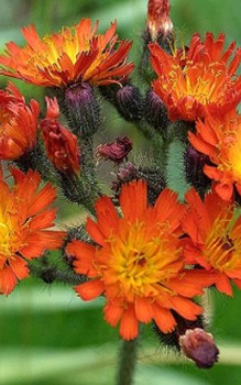 Oranegrotes Habichtskraut - der Standort sollte sonnig sein Gartenstauden 