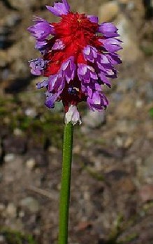 Orchideen-Primel Steingartenpflanzen 