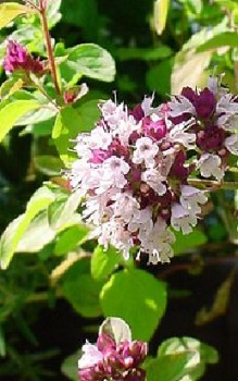 Oregano Kräutergarten Pflanzen