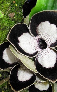 Panda Face Ginger in unseren Breiten normalerweise keinen Winterschutz Gartenstauden