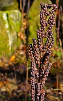 Perlfarn - Farnwedel werden auch gerne für Trockensträuße verwendet Gräser und Farne