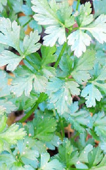 Petersilie Kräutergarten Pflanzen