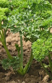 Petersilie Kräutergarten Pflanzen