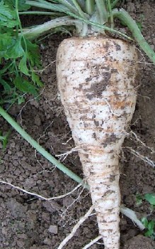 Petersilie Kräutergarten Pflanzen 