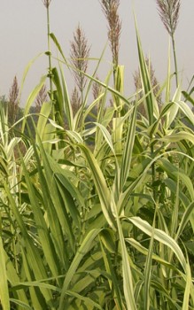 Pfahlrohr oder Riesenschilf - das Pfahlrohr benötigt viel Wasser und Nährstoffe Wasserpflanzen 