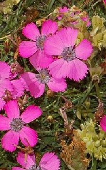 Pfauennelke Steingartenpflanzen 