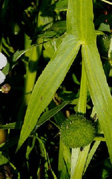 Pfeilkraut Wasserpflanzen 