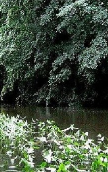 Pfeilkraut Wasserpflanzen