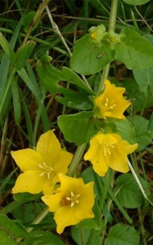 Pfennigkraut - Besonders harmonisch wirkt es im Vordergrund einer großblättrigen Funkie Wasserpflanzen 