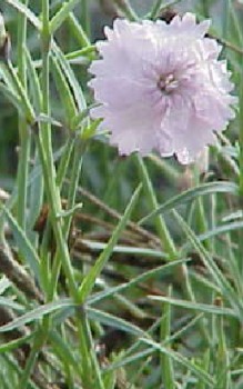 Pfingst-Nelke Steingartenpflanzen 