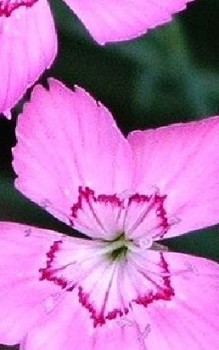 Pfingst-Nelke Steingartenpflanzen 