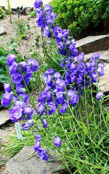Pfirsichblättrige Glockenblume - braucht einem humusreichen, lehmigen Boden Gartenstauden