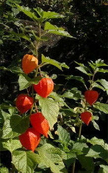Physalis oder Lampionblume Heilpflanzen 
