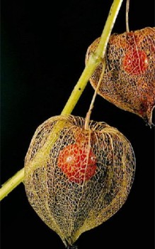 Physalis oder Lampionblume Heilpflanzen 